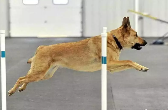 奇努克犬机灵吗