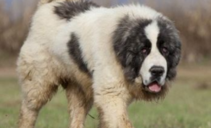 什么东西比利牛斯獒犬不能吃 什么东西比利牛斯獒犬不能吃