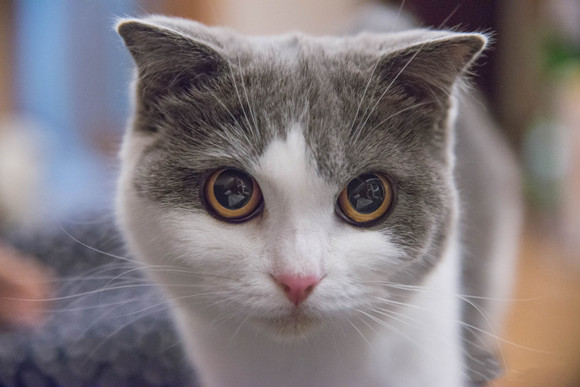 英国短毛猫会发腮吗
