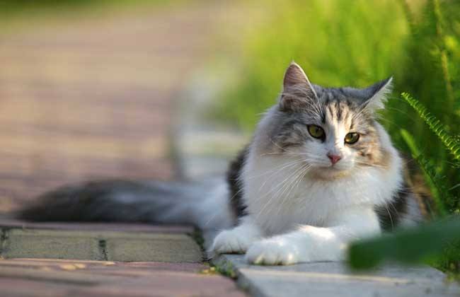 挪威森林猫一般能活多久