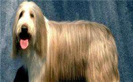 波兰低地牧羊犬训练有技巧吗