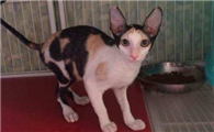 柯尼斯卷毛猫为什么要绝育