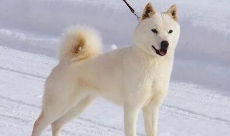 北海道犬一般能活多久