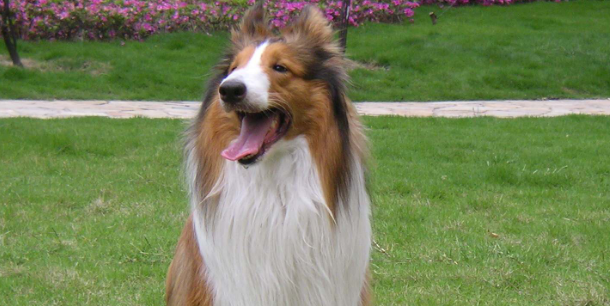 柯利犬是哪国的
