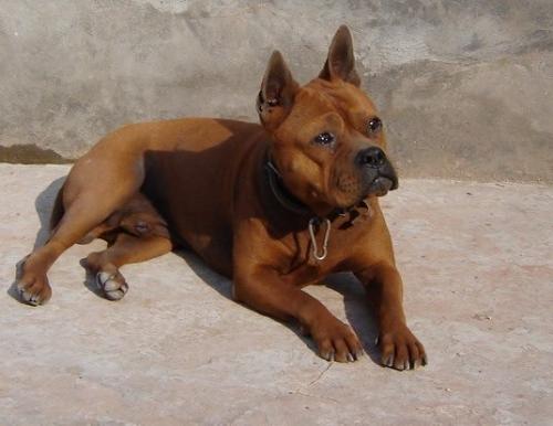 川东猎犬1天要吃几顿