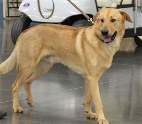 奇努克犬的生活习性