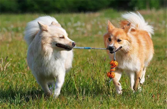 冰岛牧羊犬怎么判断生病了