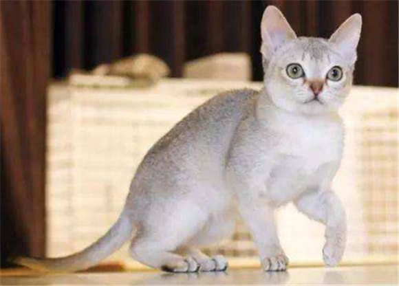 新加坡猫有什么特点 新加坡猫有什么特点