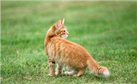 美国硬毛猫一般能活多久
