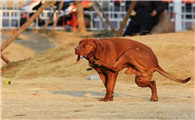 养红骨猎浣熊犬要注意什么