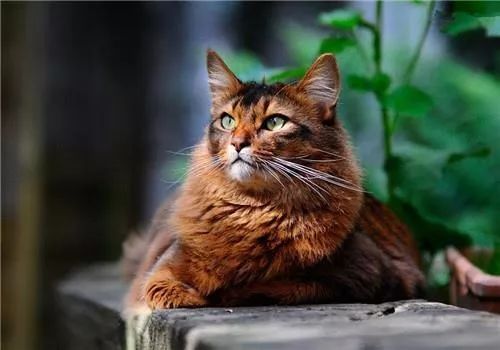 索马里猫能长多大 索马里猫能长多大