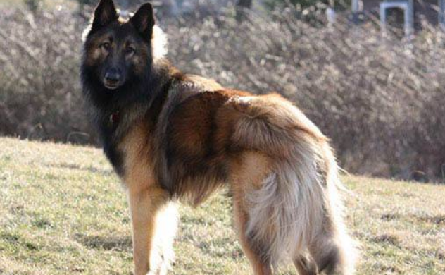 比利时特伏丹犬喂养技巧指南