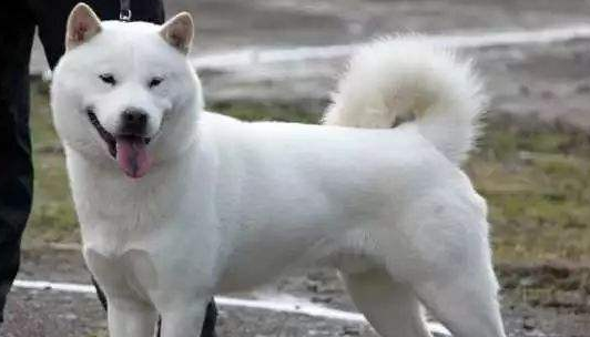 北海道犬的生活习性 北海道犬的生活习性