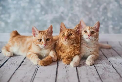 美国硬毛猫应该怎么挑选 美国硬毛猫应该怎么挑选