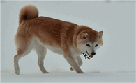 挪威牧羊犬多大产仔