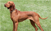 维兹拉犬多大产仔