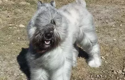 佛兰德牧牛犬攻击性很强吗