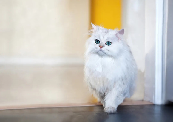 金吉拉猫的选购技巧 金吉拉猫的选购技巧