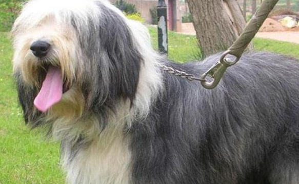 波兰低地牧羊犬哪种颜色好