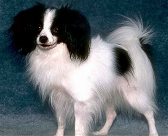 菲利犬不能吃什么