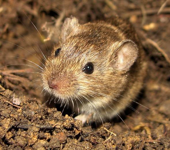 灰尾田鼠好养吗