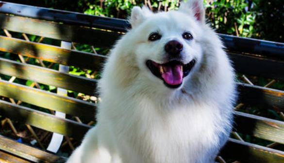 北海道犬吐了需要怎么办 北海道犬吐了需要怎么办