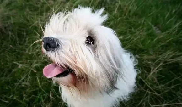 波兰低地牧羊犬攻击性很强吗