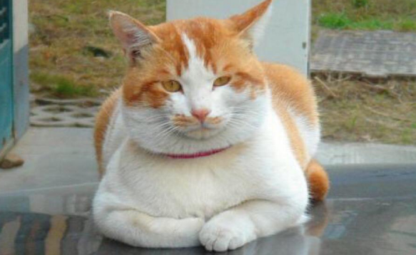 斯可可猫应该怎么挑选