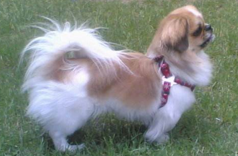 西藏猎犬生活习惯 西藏猎犬生活习惯