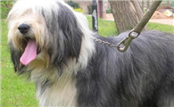 波兰低地牧羊犬哪种颜色好
