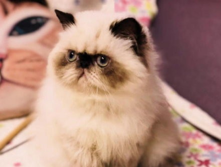 喜马拉雅猫的训练方法