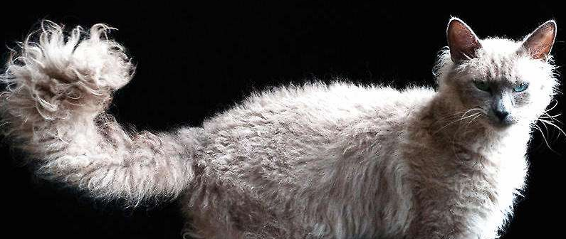 电烫卷猫适合吃什么