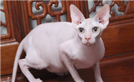 加拿大无毛猫多少钱一只