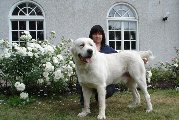 中亚牧羊犬吐了需要怎么办 中亚牧羊犬吐了需要怎么办
