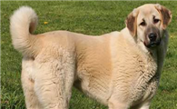 养安纳托利亚牧羊犬要注意什么