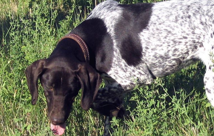 指示犬怎么判断生病了 指示犬怎么判断生病了