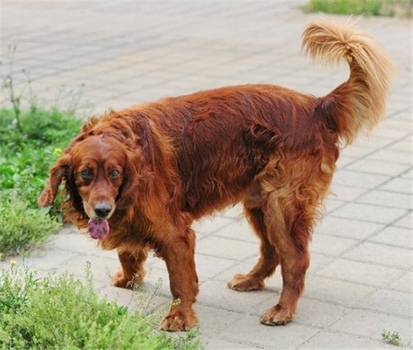 英国雪达犬拉稀应该怎么做