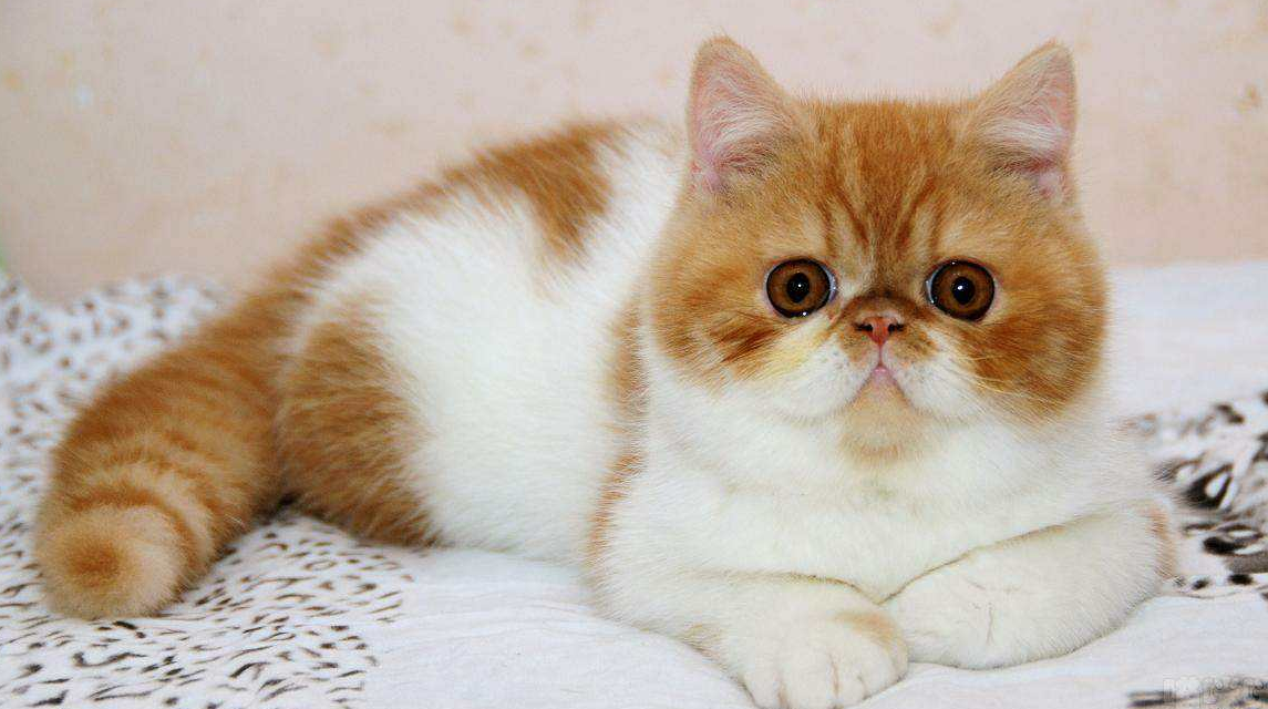 波斯猫有几种颜色