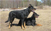 法国狼犬喂养技巧指南