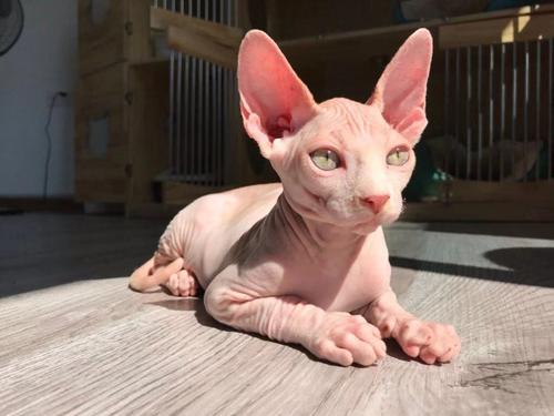 加拿大无毛猫怎么看品相 加拿大无毛猫怎么看品相