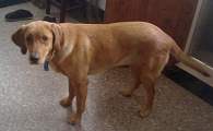 指示犬喂养技巧指南