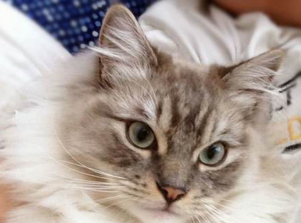 褴褛猫粘人吗 褴褛猫粘人吗