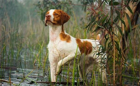 布列塔尼犬起源和介绍