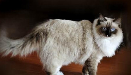 重点色短毛猫寿命多久 重点色短毛猫寿命多久