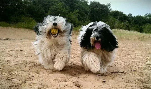 波兰低地牧羊犬训练项目 波兰低地牧羊犬训练项目