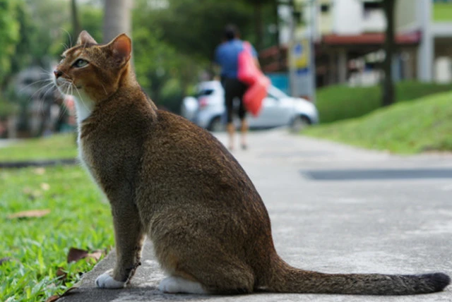 新加坡猫粘人吗