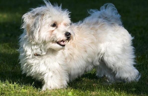 哈瓦那犬需要怎么教 哈瓦那犬需要怎么教