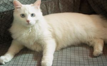 山东狮子猫多少钱一只