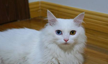 土耳其梵猫适合吃什么