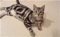 美国短毛猫的性格特征